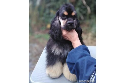 販売中の奈良県のアメリカンコッカースパニエル-390246の3枚目